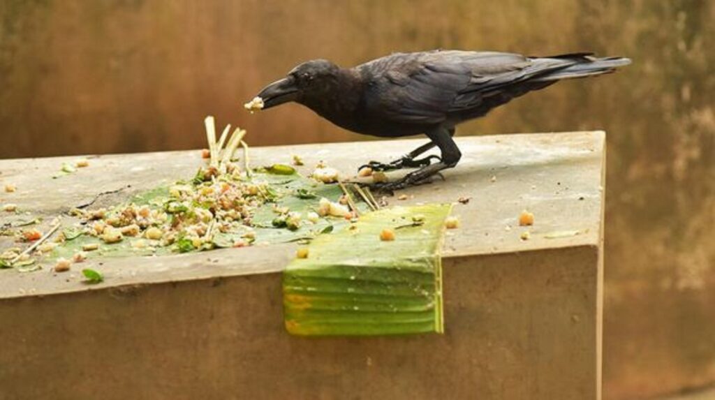 Crow eating the pind during shraddha kriya