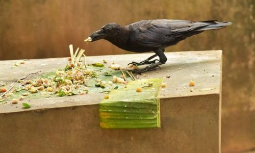 Crow eating the pind during shraddha kriya